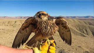 Falconry: Lure flying - Rethinking lures    #falconry