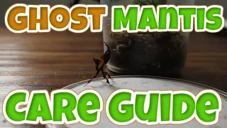 MEET OUR GHOST MANTIS! | Care Guide