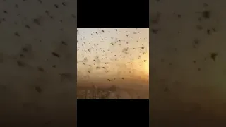 Нашествие саранчи в Саудовской Аравии - Locust infestation in Saudi Arabia