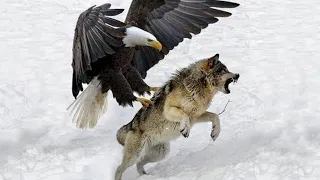 When Eagles Hunt Their Prey Without Mercy !