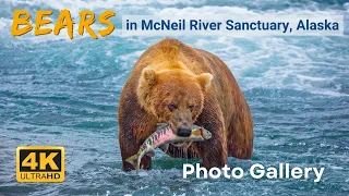 [Bears in Alaska] Photo Gallery Brown/ Grizzly Bears in McNeil River Sanctuary, bears fishing salmon