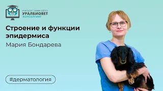 Строение и функции эпидермиса. Лектор Мария Бондарева #убвк_дерматология