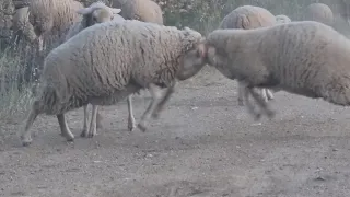 Que paseo más agradable y que risas con las ovejas  peleonas 🤣🤣🤣