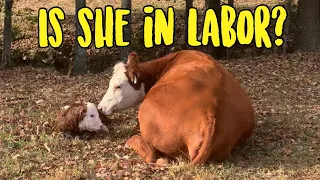 How to tell if a Cow is in Labor