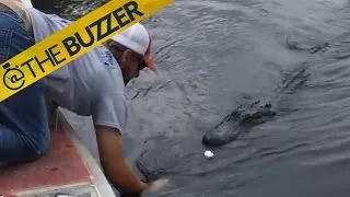 PGA Tour golfer freaks out while watching a guy feed an alligator a marshmallow