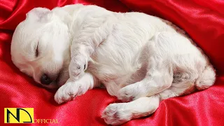 10 Hours Calming Sleep Music 💖 Stress Relief Music, Insomnia, Relaxing Sleep Music ♬ Baby Dog Puppy