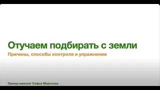 Как отучить собаку подбирать?