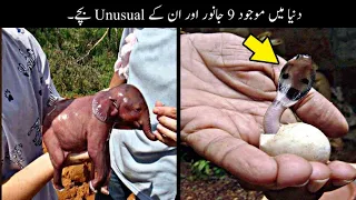 9 Most Unusual Baby Animals In The World Urdu | دنیا میں موجود جانوروں کے بچے | Haider Tv