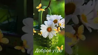 С добрым утром! Хорошего настроения! Ромашки!🌼🌼🌼