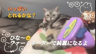 ひな〜🍀久しぶりのファーミネーター🍀綺麗になるかな？#まったり猫 #のんびり猫 #ファーミネーター