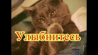 Смешные коты. Позитив. Создай себе хорошее настроение