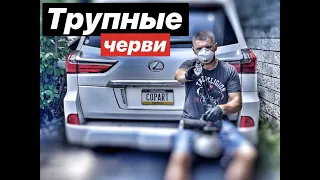 Трупные черви с аукциона "copart" . О чем молчат поставщики ваших Авто из США.