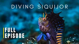 Siquijor's insane Marine Biodiversity | SIQUIJOR FROM BELOW