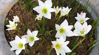 How to grow Rain Lily flowers with bulbs