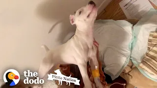 Pittie Puppy Who Couldn't Even Move Runs To Her Favorite Person | The Dodo Pittie Nation