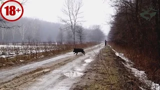 ТОР-5 ОХОТА НА КАБАНА. САМЫЕ КРАСИВЫЕ ВЫСТРЕЛЫ/ wild boar hunting