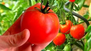 5 "НЕ", из-за которых томаты БЫЛИ НЕ СЛАДКИЕ! А какие сорта томатов вас порадовали или удивили?