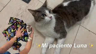 Decidí empezar a dar consultas a domicilio 👩🏻‍⚕️🐈🩺 | Medicina Veterinaria