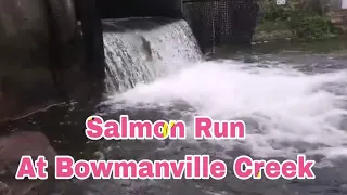 Bowmanville Creek Fish Ladder, #Salmon Run