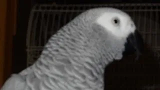 Grey Congo Talking Bird Imitates Cop Car Siren & UPS Van African Grey Parrot