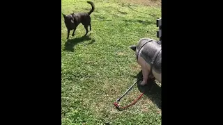 Dog meets pig for the first time