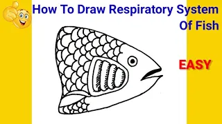 how to draw respiratory system of fish | how to draw respiratory system of fish easy
