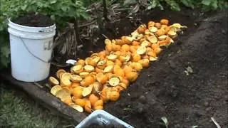 ORANGE SKINS IN THE VEGE GARDEN???