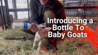Introduce A Bottle To Baby Goats
