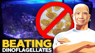 Legit Answer to Beating Dino in 2021 (Amphidinium dinoflagellates in reef tank)