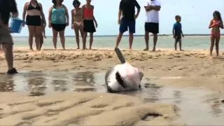 Beach-goers help stranded great white shark