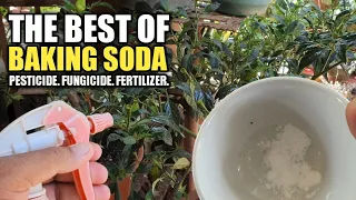 6 WAYS PAANO GAMITIN ANG BAKING SODA SA GARDEN as Pesticide, Fungicide and Fertilizer.
