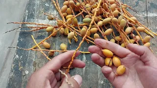 How to germinate palm tree