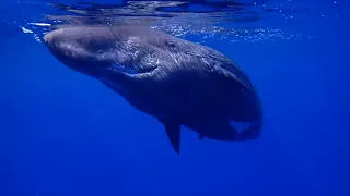 Curious Baby Sperm Whale in Madeira Island