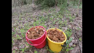 Весенние грибы 24.04.2024 / Гнездо куропатки