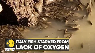 WION Climate Tracker | Italy: Fish starved from lack of oxygen