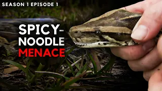 Tracking the Burmese Python in the Heart of the Florida | FULL EPISODE