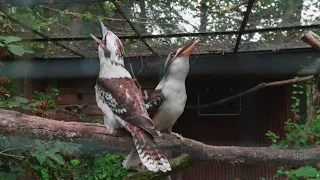 Kookaburra,  Jägerliest, Lachender Hans (Dacelo novaeguineae)
