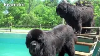 River Bear Newfoundland Dog Pool Opening 2013