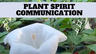 What is Plant Spirit Communication & Tips
