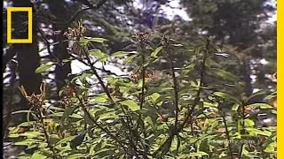 Monarch Butterflies | National Geographic