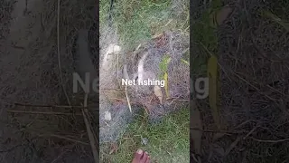 net fishing 7#shorts #viral #trending #fishing