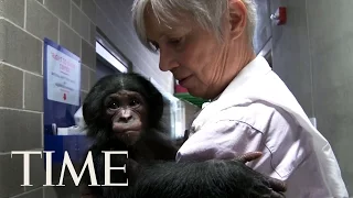 Bonobos: One Of Humankind’s Closest Relatives & What They Can Teach Us | TIME