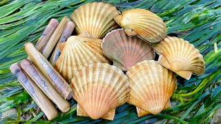 Coastal Foraging for Scallops, Mussels, Cockles, Oyster, Crab, Clams Beach cook up | The Fish Locker
