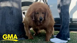 Golden Retriever who was obese and couldn't stand now loves chasing tennis balls