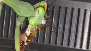 Giant RainForest Mantis  ( Feeding ) Hierodula Majuscula