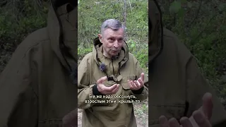 Комариный туман. Лапландский заповедник.