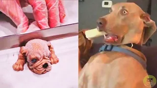 Funny Dog Reaction To Cutting Cake 🤣 -Dog Cake Reaction Compilation Best Of 2021