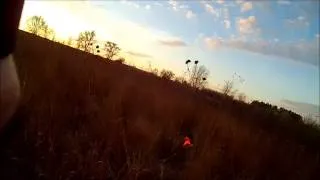 7 month old GSP Points a Nebraska Pheasant on Halloween 2012