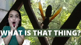 The Giant Philippine Hornet | A Close Encounter With Vespa Luctosa