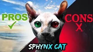 Sphynx Cat: The Key Pros & Cons of Owning One